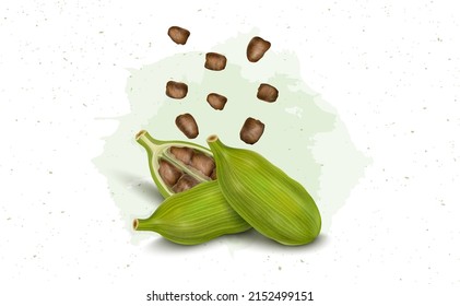 Green Cardamom pods with cardamom seeds vector illustration