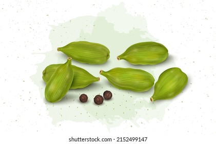 Green Cardamom Pods spices vector illustration with black pepper seeds isolated on white background