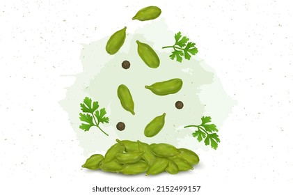 Green Cardamom pods spices vector illustration isolated on white background