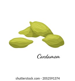 Green cardamom spice. Vector illustration isolated on white background. Cardamom for design element in culinary, package decoration, sticker, label