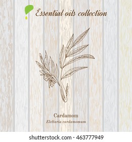 Green cardamon, essential oil label, aromatic plant. Vector illustration