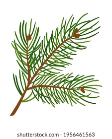 Green, cartoon branch of fir. Spruce branch with cones Isolated on white background. Christmas illustration. Flat cartoon vector illustration isolated on white background. Eps10.