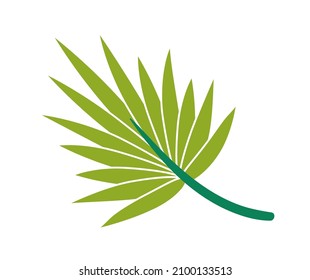Green cartoon leaf palm for flat design. Illustration of palm vector green, leaf from tree, nature design graphic