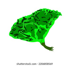 Green Cartoon Vector Vegetable Illustration on white background
