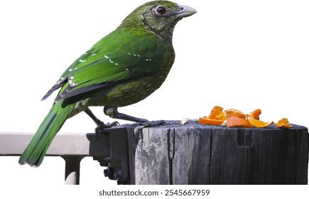 El pájaro gato verde está aislado en el fondo blanco. Spotted Catbird está en el tronco de madera. 