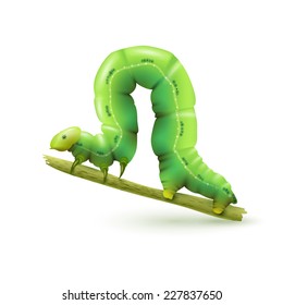 Green caterpillar insect realistic on plant stick on white background vector illustration