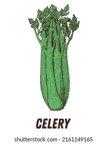Green Celery. Hand drawn vector illustration. Engraved image. Celery vegetable hand drawn sketch.