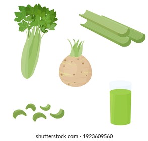 Green celery vegetable stalks and root isolated on white background. Healthy dietic colorful food ingredient vector cartoon illustration.