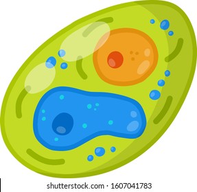 Green cell of the plant. With core, details and membrane. Element of science and biology. Cartoon flat illustration. Microorganism by microscope