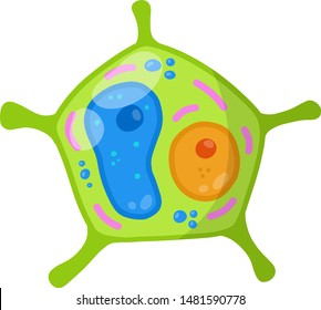Green cell of the plant. Element of science and biology. Microorganism by microscope. With core, details and membrane. Cartoon flat illustration