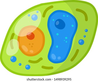 Green cell of the plant. Element of science and biology. With core, details and membrane. Cartoon flat illustration. Microorganism by microscope