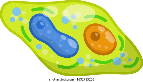 Green cell of the plant. Element of science and biology. Cartoon flat illustration. Microorganism by microscope. Core, details and membrane
