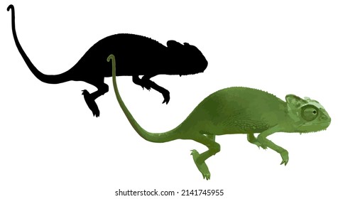 Green chameleon and his silhouette isolated on white background. Vector illustration.