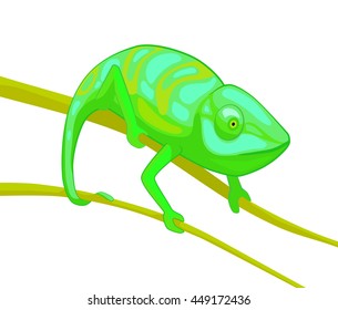 green chameleon on brown branch