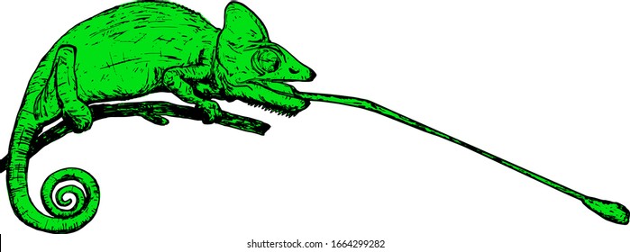 A green chameleon on a tree stalk shooting its elongated sticky tongue. Hand drawn vector illustration.