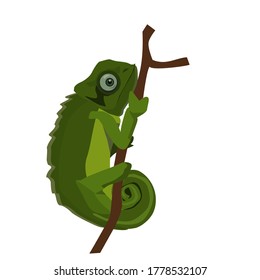 Green chameleon vector image perched on a branch isolated on a white background
