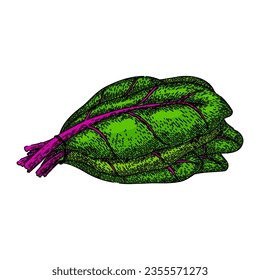 green chard hand drawn. beet bunch, spinach leaves, illustration rainbow green chard vector sketch. isolated color illustration