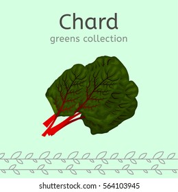 Green chard leaves on a light background. Greens collection. Vector illustration.
