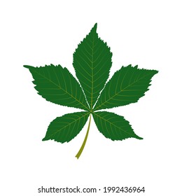 Green chestnut leaf on a white background. Vector image.