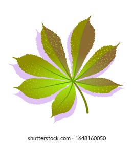 Green Chestnut leaf textured with shadow, isolated on white background. Realistic single nature icon, ecology symbol flat element. Stock vector illustration. logo design.