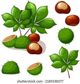 Green chestnut with leaves and shell