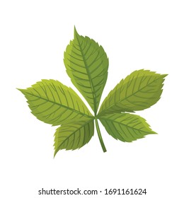 Grüne Kastanie, Oblong Leaf mit Venen Vektorillustration Illustration