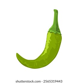 Green chili pepper Illustration Isolated on white background.