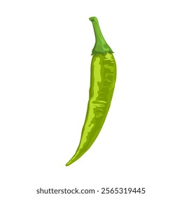 Green chili pepper Illustration Isolated on white background.