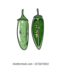 Green chili pepper jalapeno. Hand drawn sketch colored vector art. Doodle illustration.