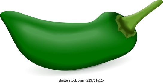 Green Jalapeño chili peppers. Jalapeno. Capsicum annuum. Chili pepper. Fresh organic vegetables. Vector illustration isolated on white background.