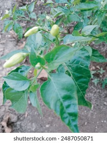 The green chili tree is already bearing fruit