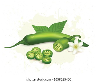 Green chilli vegetable with green leaves and chilli pieces vector illustration