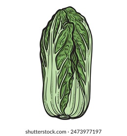 Green chinese cabbage engraved vector isolated on white background.