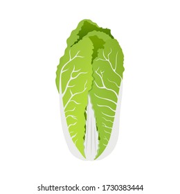 Green Chinese cabbage on a white background, healthy food, vegetables vector icon.