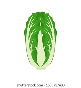 Green Chinese cabbage  vector illustration isolated on white background. Pet tsai cabbage in a cartoon flat style.
