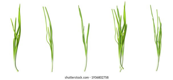 Green chive or onion leaves, fresh verdure