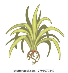 Green Chlorophytum with visible roots vector illustration in cartoon style. Botanical clip art of decorative houseplant isolated. Potted spider plant with long green leaves. Design and botany projects
