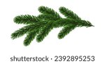 Green Christmas fir tree branch element. Vector illustration.