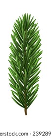 Green Christmas fir tree branch element. Vector illustration.