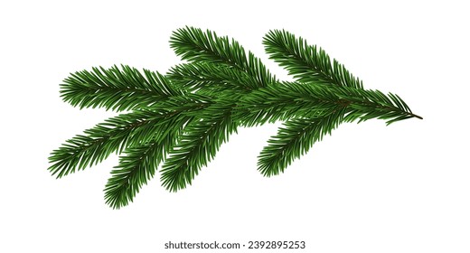 Green Christmas fir tree branch element. Vector illustration.