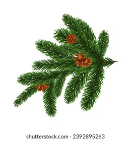 Green Christmas fir tree branch element. Vector illustration.
