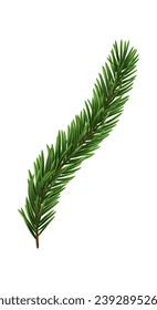 Green Christmas fir tree branch element. Vector illustration.