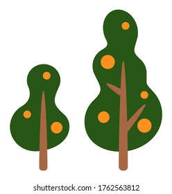 Árbol de cítricos verde aislado en fondo blanco. Naturaleza veraniega. Árbol tropical exótico con hojas verdes y frutos de mandarina, mandarina o naranjas. Comida ecológica natural. Elemento de parque o jardín de frutas