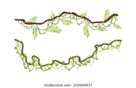 Green climbing branches set. Tropical climbing plants, twigs of tropical vines and trees vector illustration