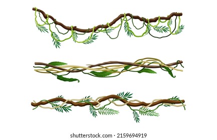 Green climbing branches set. Tropical climbing plants, hanging creepers twigs vector illustration