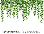 Green climbing hanging ivy creeper plant isolated on white background. Hedera vine botanical design element. Vector illustration of crawling ivy plant border.