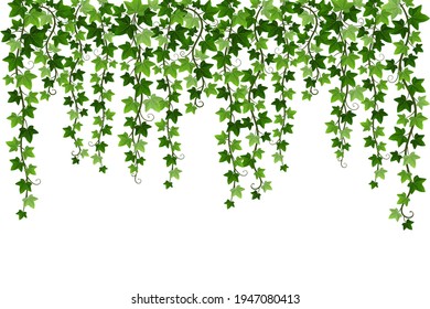 Green Climbing Hanging Ivy Creeper Plant Isolated On White Background. Hedera Vine Botanical Design Element. Vector Illustration Of Crawling Ivy Plant Border.