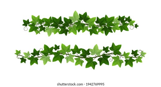 Green Climbing Ivy Creeper Branches Isolated On White Background. Hedera Vine Botanical Border Or Frame Design Element. Vector Illustration Of Hanging Or Wall Climbing Ivy Plant