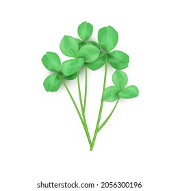 Green clover leaf isolated on white background. This has clipping path.