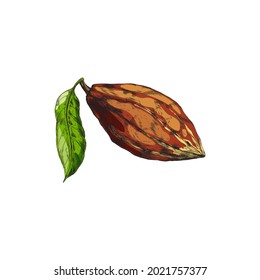 Green cocoa leaf and brown pod in realistic vintage style vector illustration isolated on white background. Close-up botanical detailed retro illustration. Organic chocolate beans, gourmet sweetness.